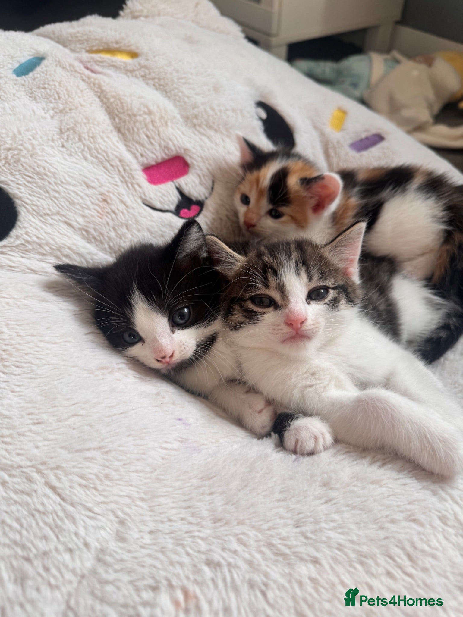 Domestic Shorthair cats Kittens ready for homes💗 - Advert 18
