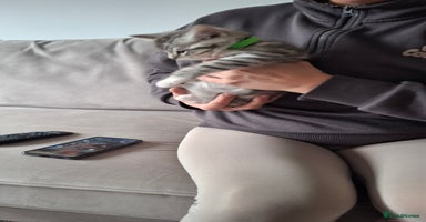 British Shorthair cats - Advert 16