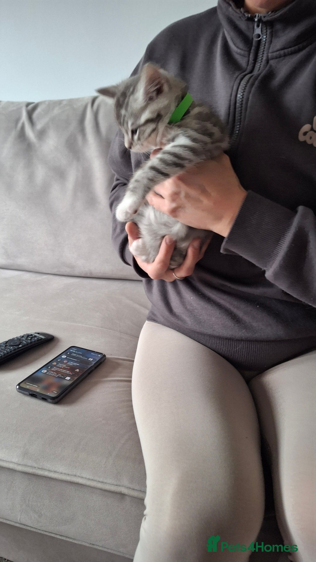 British Shorthair cats for sale: 2 males lovely cats  - Image 2