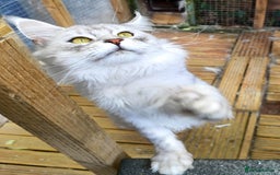 Maine Coon cats for sale: Beautiful NEUTERED boy  - Image 2