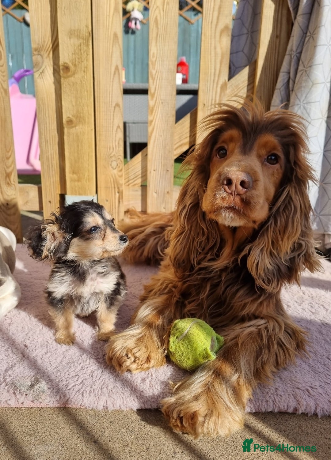 Cocker Spaniel dogs for stud: KC Choc Sable Cocker Spaniel  in Buckingham - Advert 9