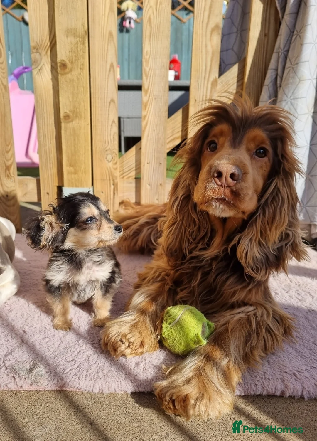 Cocker Spaniel dogs for stud: KC Choc Sable Cocker Spaniel  in Buckingham - Advert 9