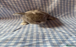 Mini Lop rabbits for sale: Pure bred mini lop babies  - Image 4