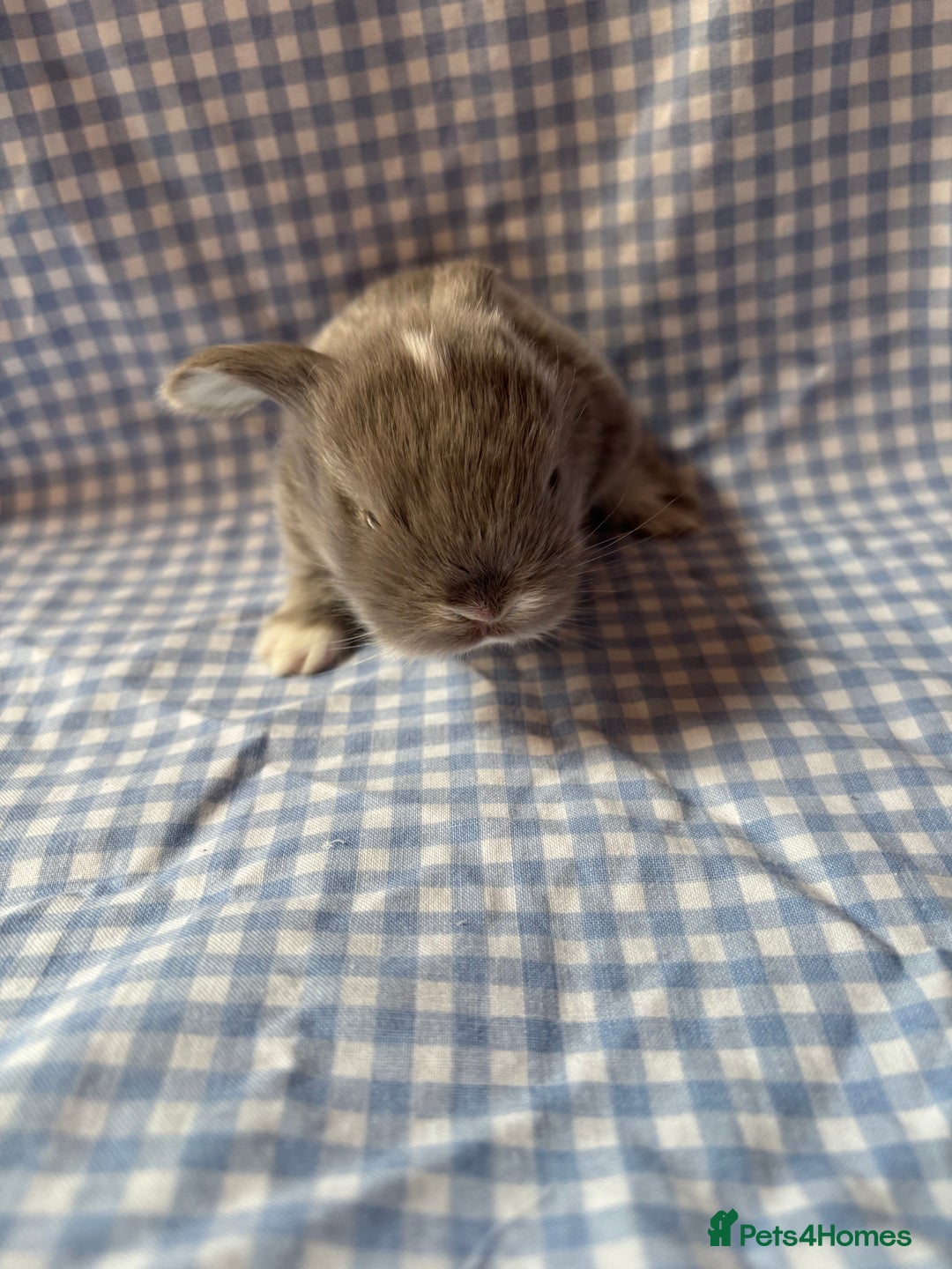Mini Lop rabbits for sale: Pure bred mini lop babies  - Image 4