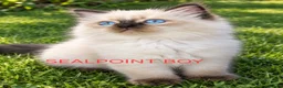 Ragdoll cats for sale: Gorgeous Blue Point Ragdoll Litter - Advert 2