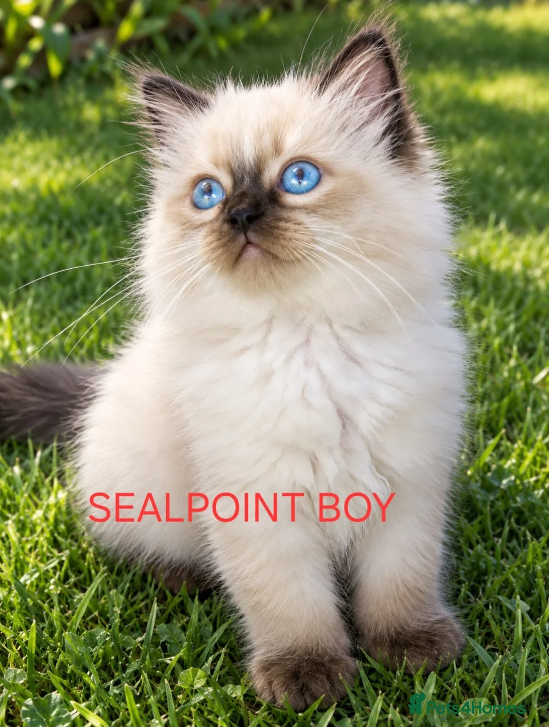 Ragdoll cats for sale: Gorgeous Blue Point Ragdoll Litter - Advert 2