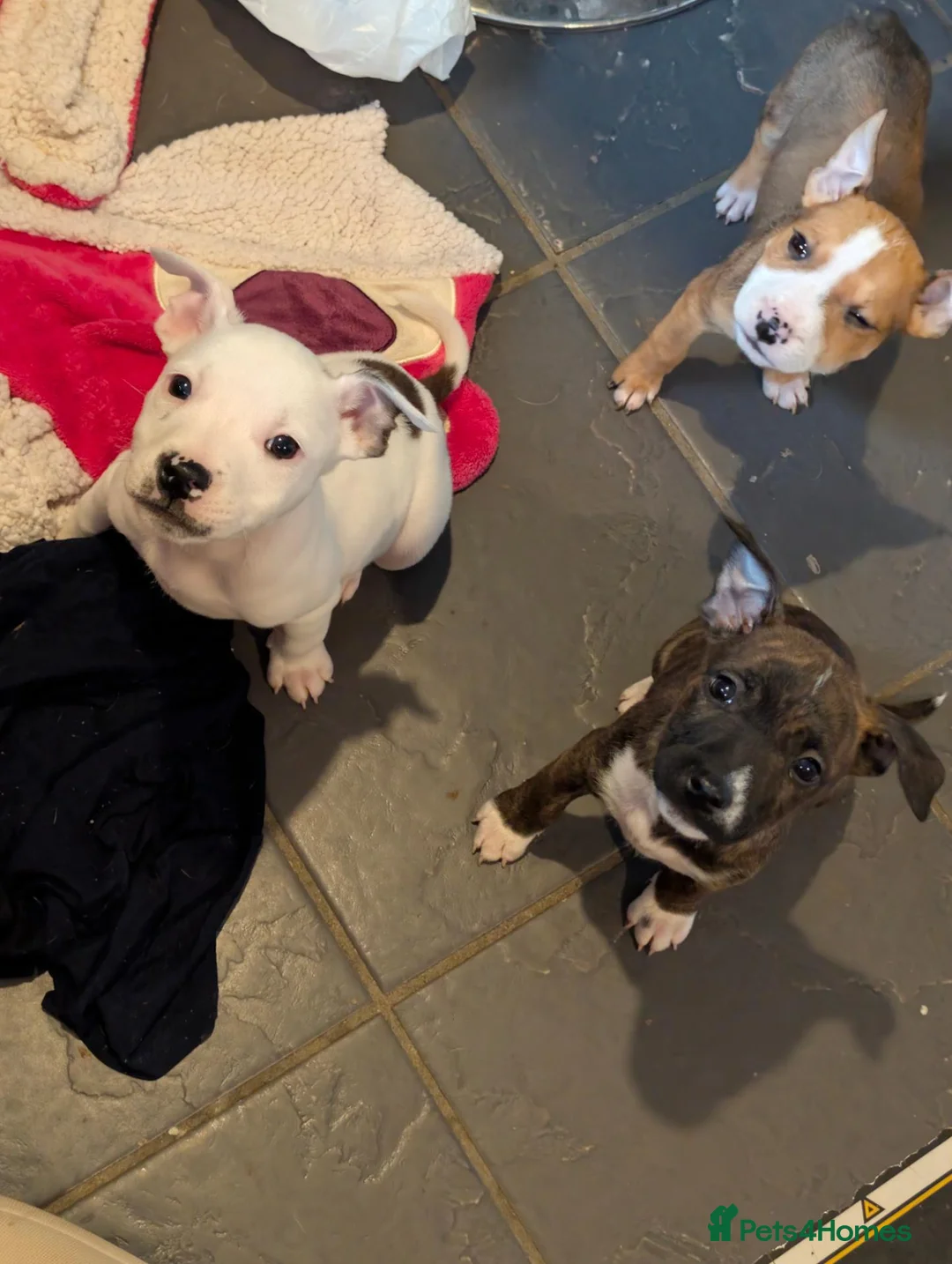 Mixed Breed dogs for sale: **READY NOW**8 staffyxEnglish bull terrier puppies - Advert 1