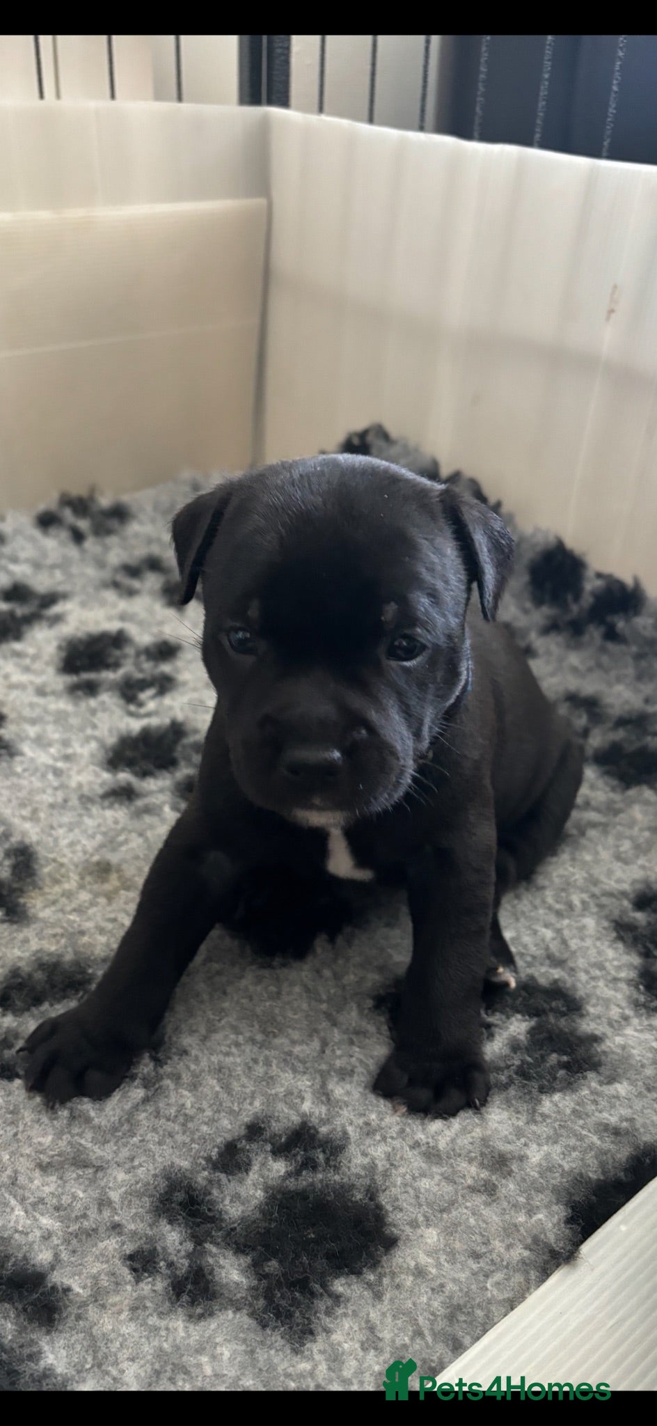 Staffordshire Bull Terrier dogs Stunning litter🖤💙CH Bill & Nova - Advert 11