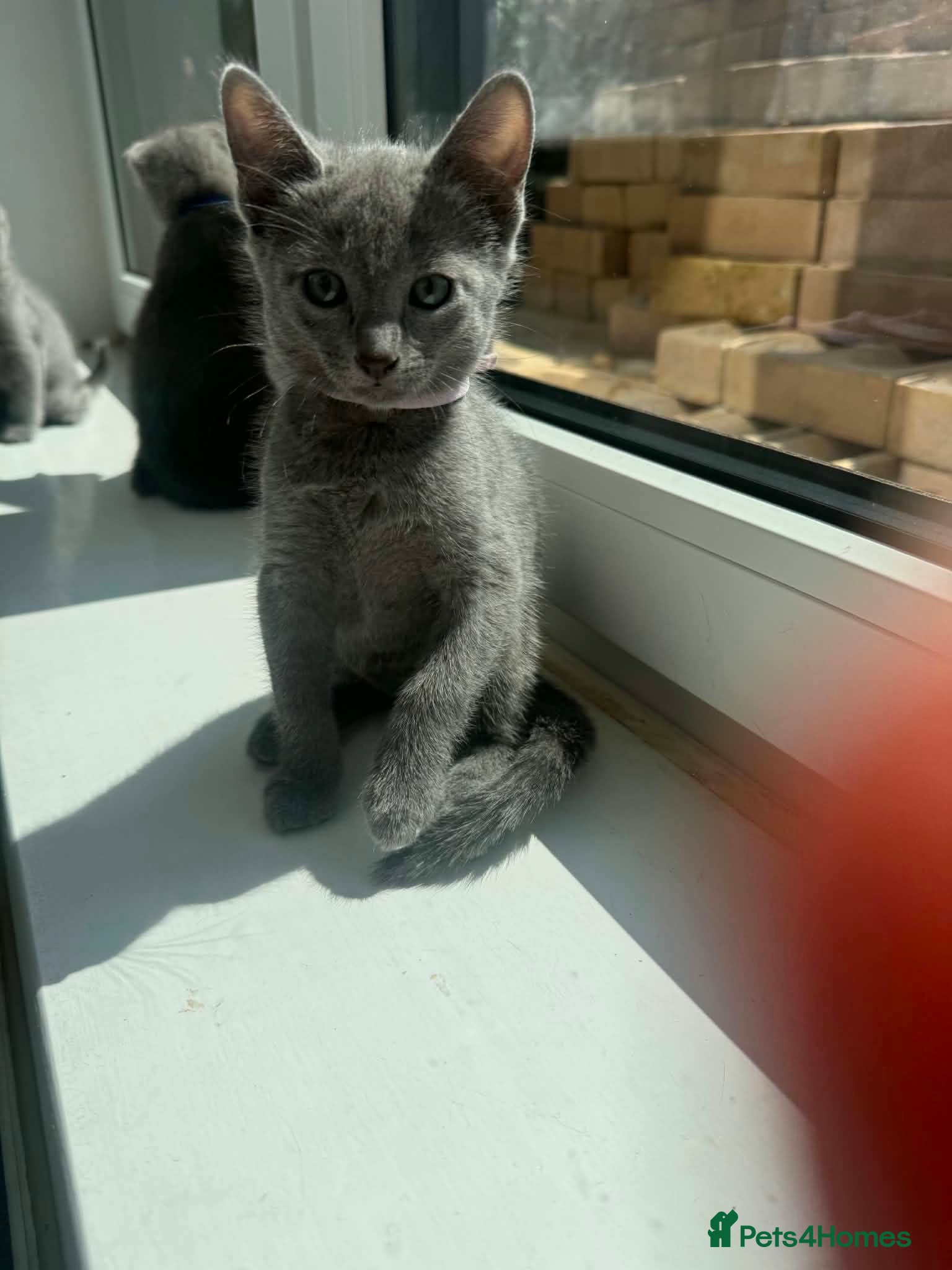 Russian Blue cats TICA REGISTERED Pure Breed Russian Blue Kittens - Advert 2