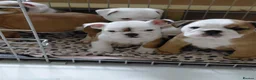 English Bulldog dogs for sale: KC registered English Bulldog pups  1 boy left - Advert 5