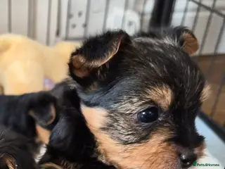 Yorkshire Terrier dogs yorkshire terrier - Advert 9