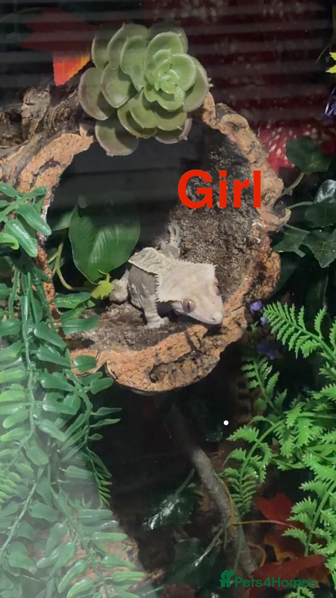 Mixed Breed reptiles (Tortoises),(crested geckos),(corn snake) - Advert 1