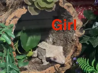 Mixed Breed reptiles (Tortoises),(crested geckos),(corn snake) - Advert 1