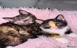 European cats for sale: 🐾Two Adorable Female Kittens! ✨ - Image 2
