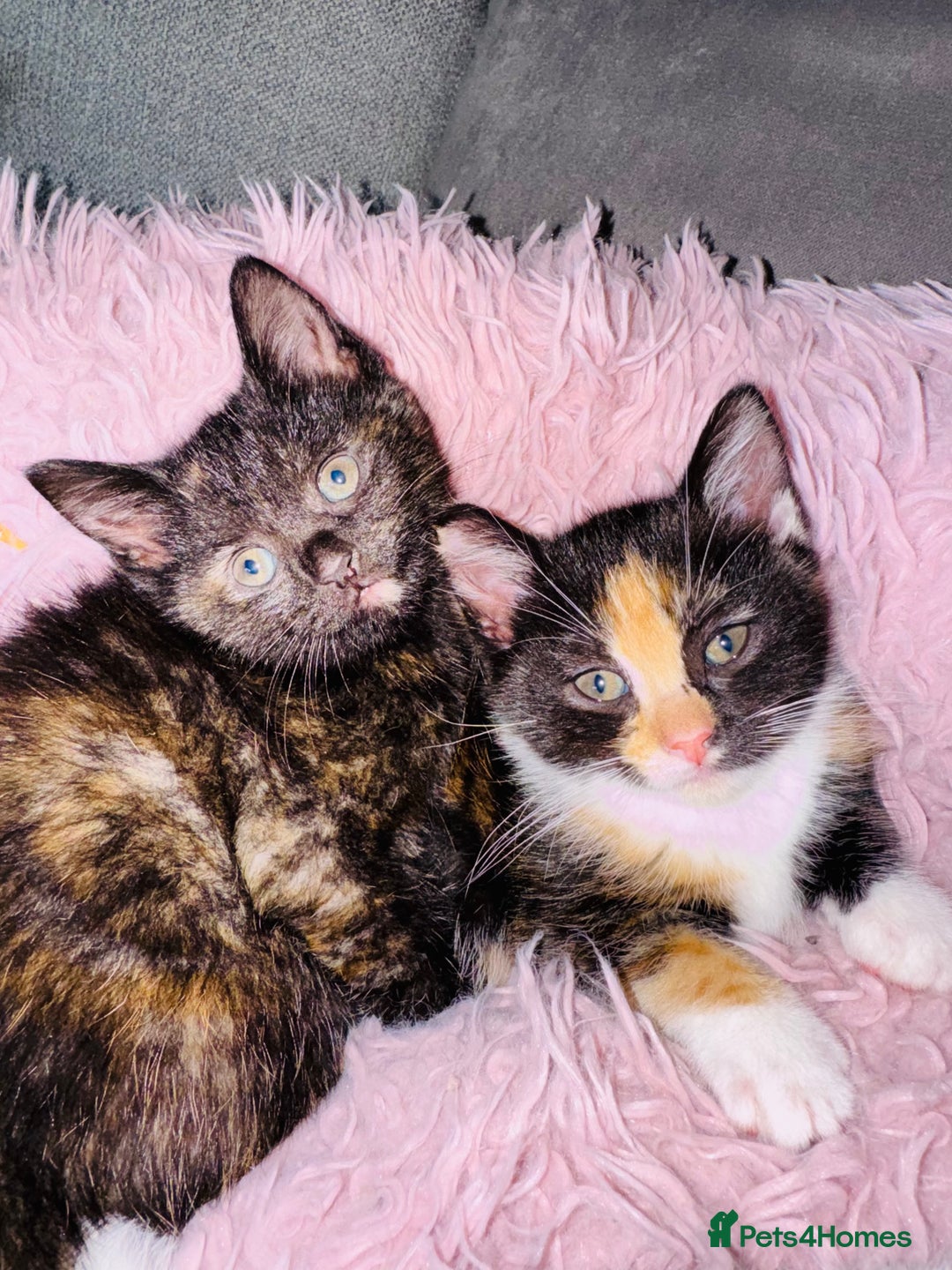 European cats for sale: 🐾Two Adorable Female Kittens! ✨ - Image 2