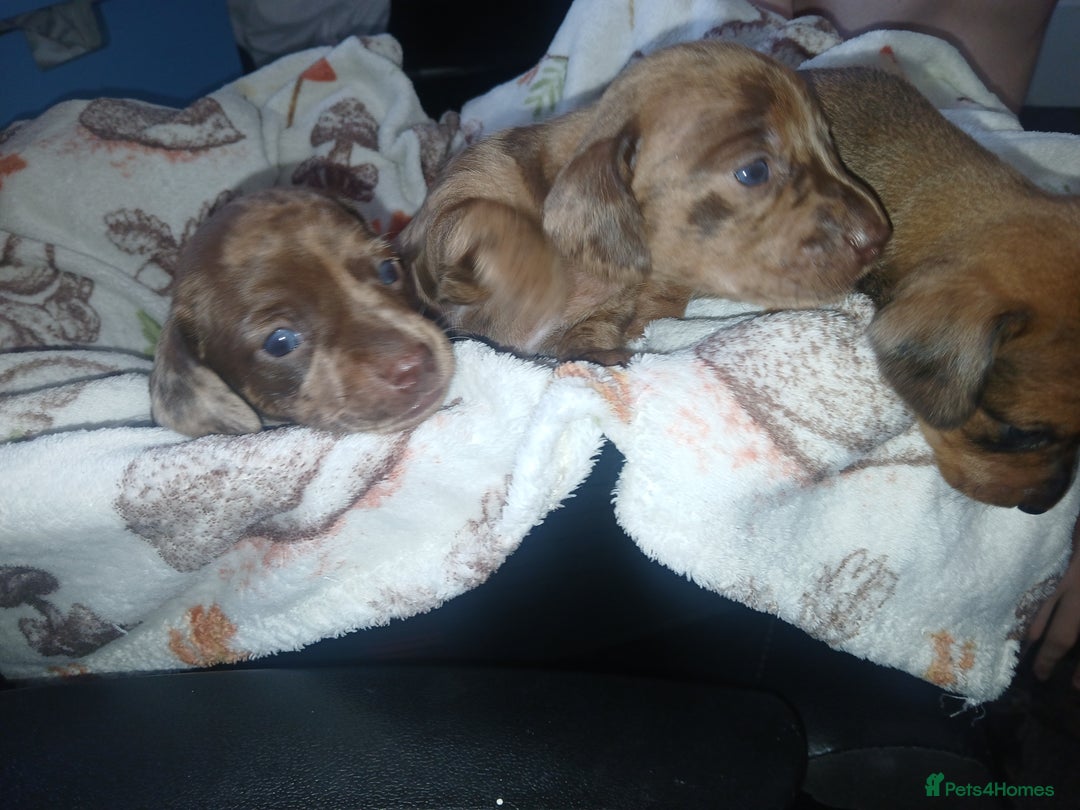Miniature Dachshund dogs for sale: Stunning miniature dachshund  - Image 8