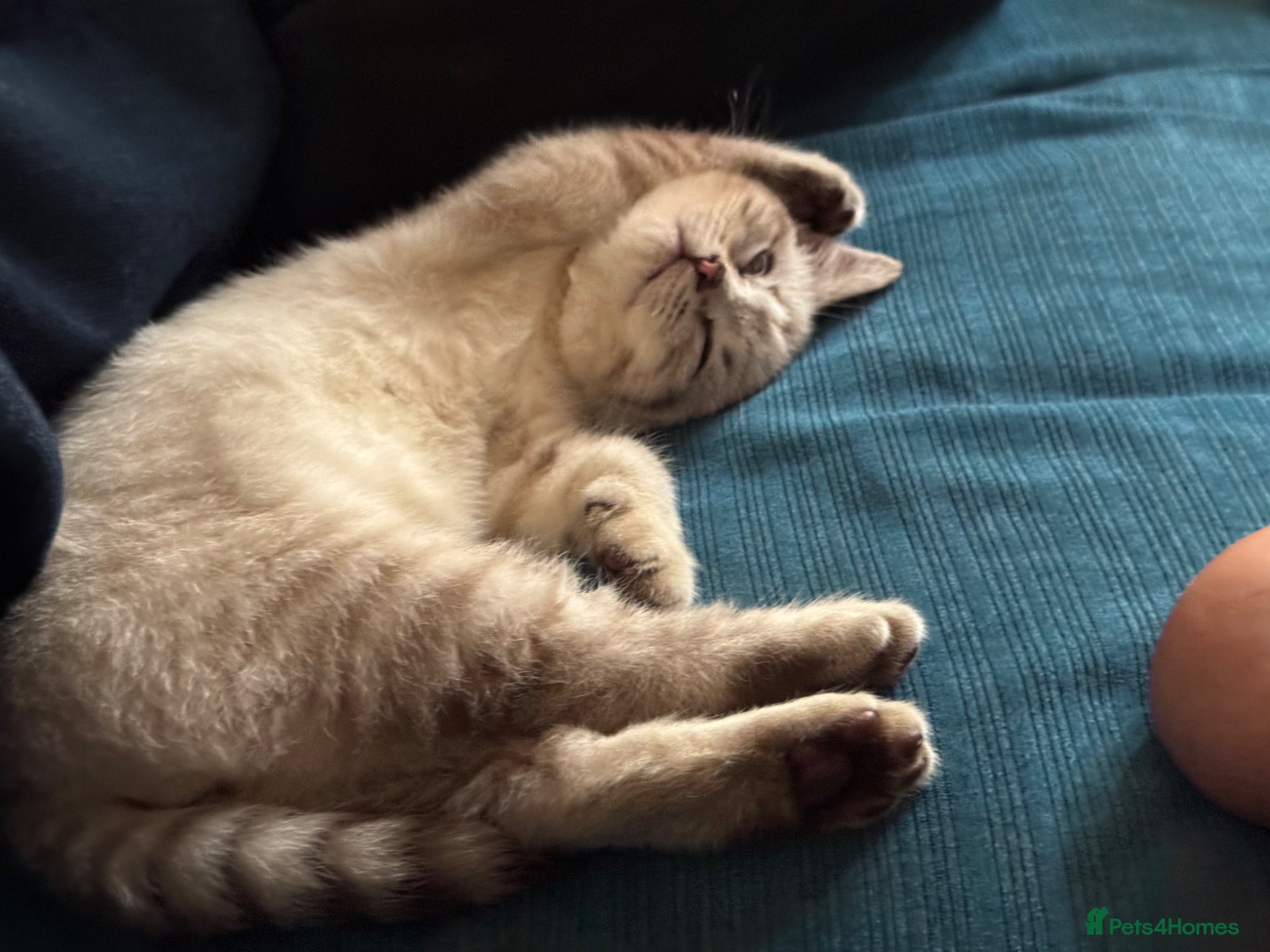 British Shorthair cats for sale: Female British shorthair kitten  - Advert 1