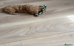 Miniature Poodle dogs for sale: Omg these Beautiful Litter Red Miniature Poodles  - Image 8