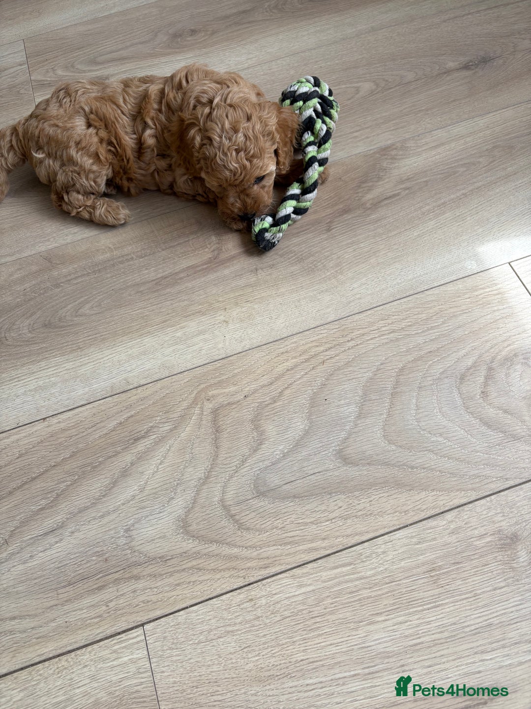 Miniature Poodle dogs for sale: Omg these Beautiful Litter Red Miniature Poodles  - Image 8