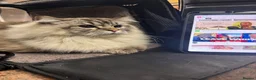 Ragdoll cats for sale: Pure Breed Beautiful Ragdoll Girl in Birmingham - Advert 7