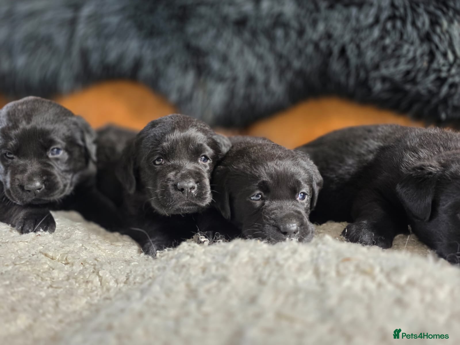 Labrador Retriever dogs for sale: Hugh Quality Black Labrador Puppies - Advert 1