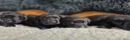 Labrador Retriever dogs for sale: Hugh Quality Black Labrador Puppies - Advert 1