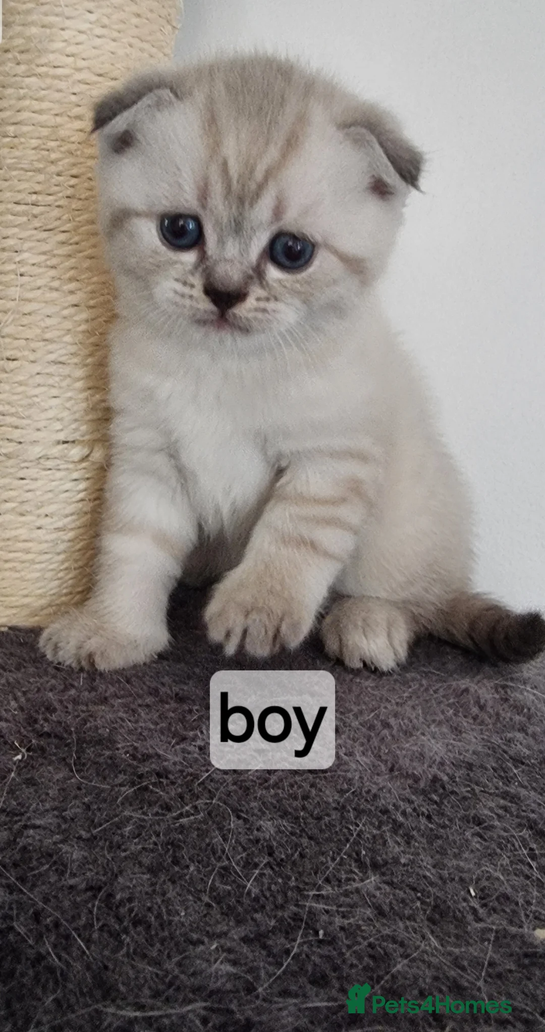 Scottish Fold cats for sale: Scottish Fold - Advert 2