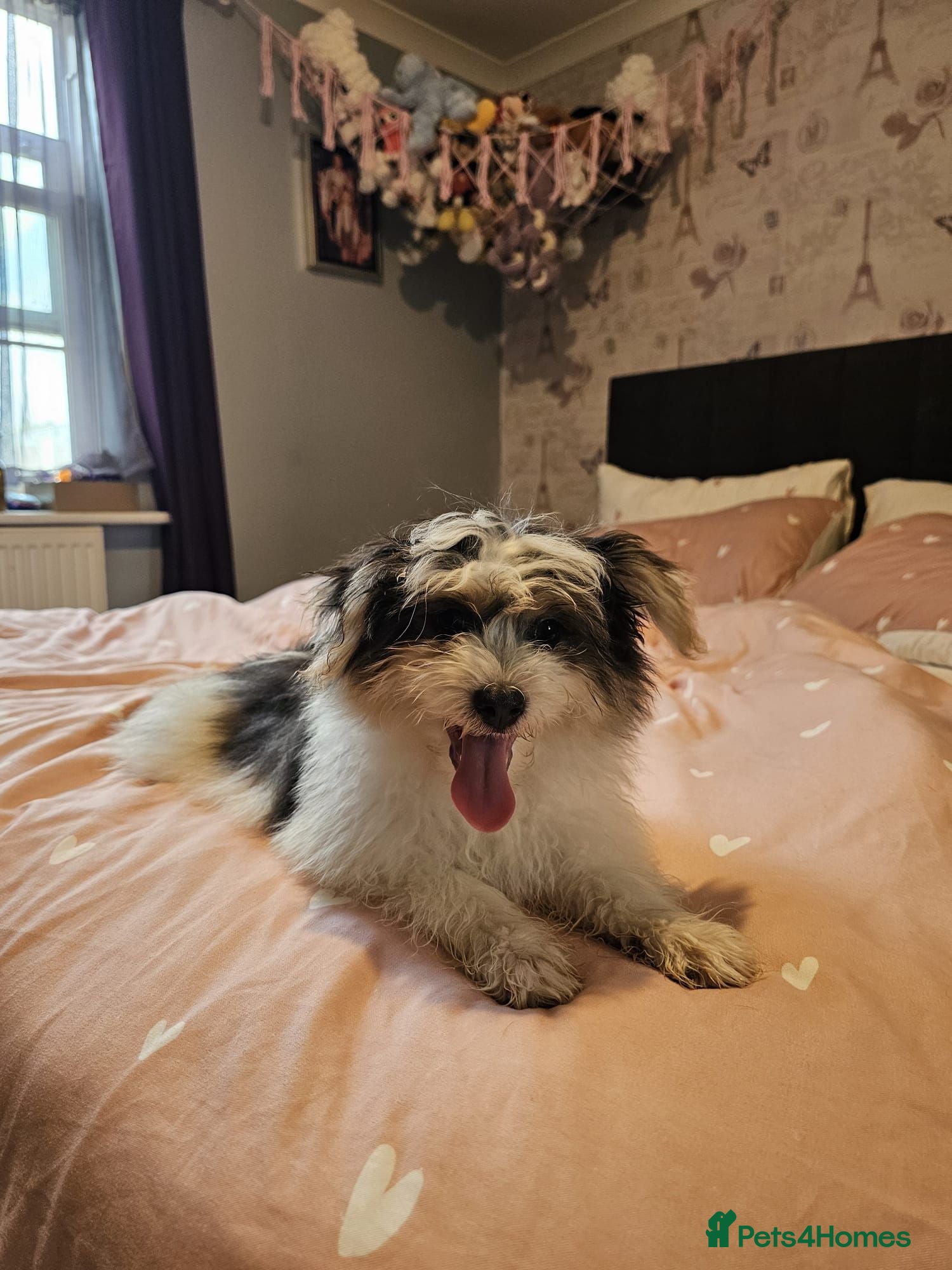 Mixed Breed dogs BEAUTIFUL POMCHON PUPS  FOR SALE - Advert 1