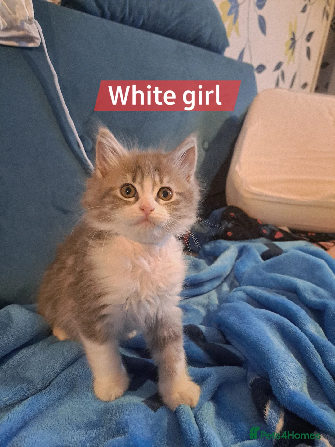 Mixed Breed cats for sale: Beautiful maine coon mix kittens available 💜 - Advert 5