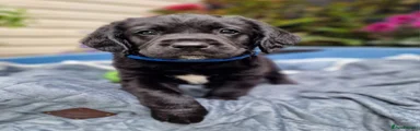 Springador 3