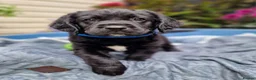 Springador dogs for sale: BEAUTIFUL SPRINGADOR PUPPIES - Advert 19