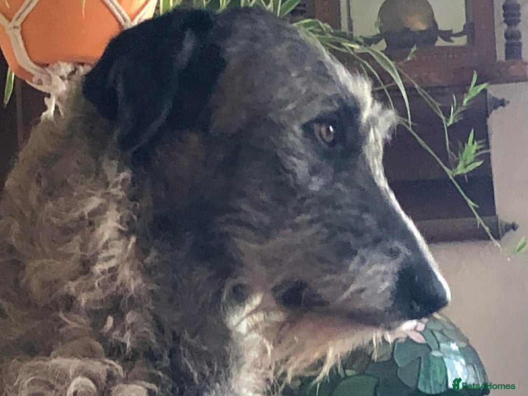 Irish Wolfhound dogs for adoption: Meet Peggy - URGENT - Foster or FVA  - Advert 2