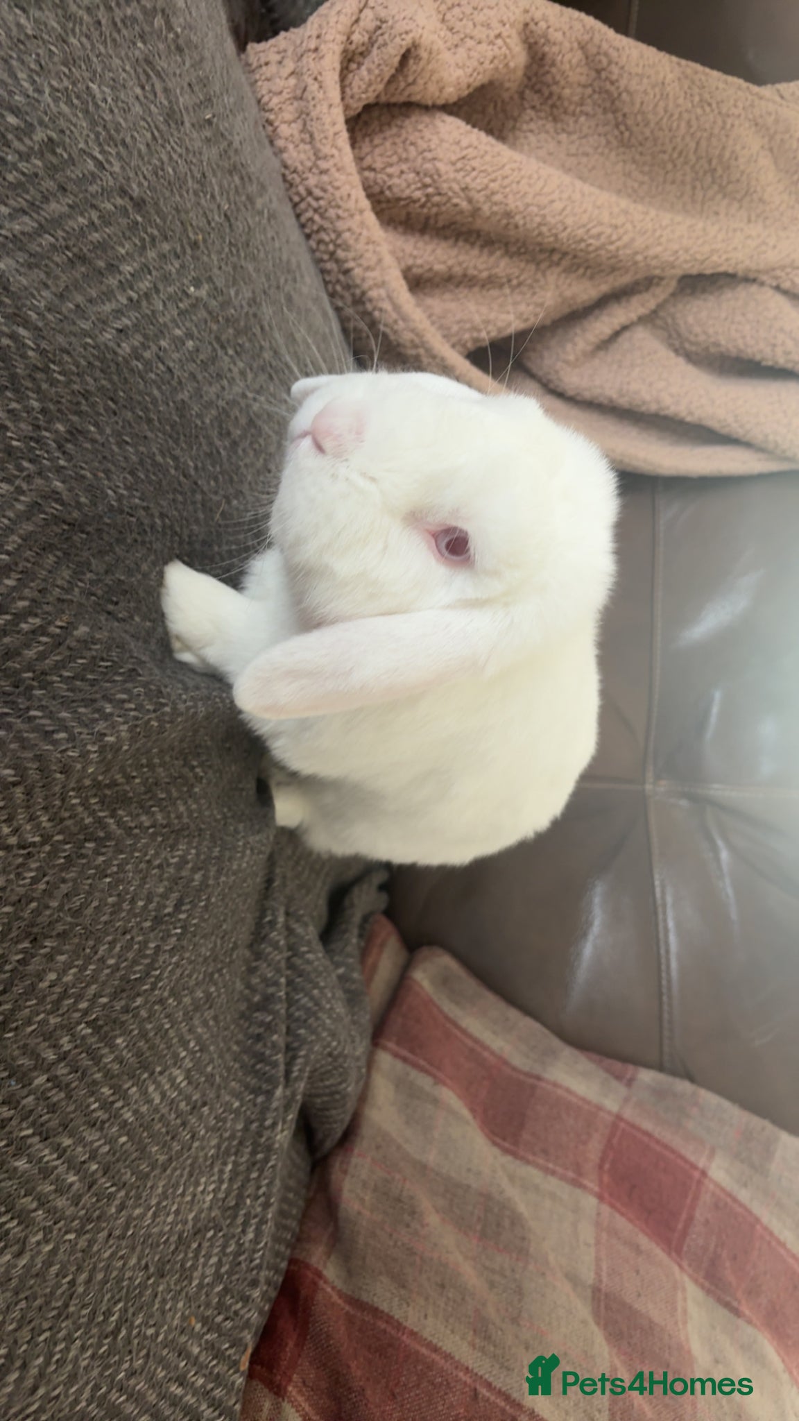 Mini Lop rabbits Adult White mini lop rabbit for sale  - Advert 2