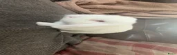 Mini Lop rabbits for sale: Adult White mini lop rabbit for sale  - Advert 2