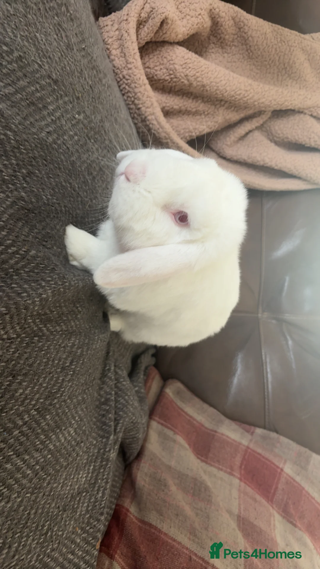 Mini Lop rabbits for sale: Adult White mini lop rabbit for sale  - Advert 2