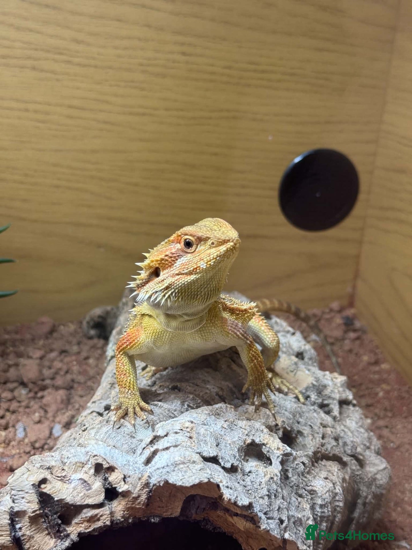 Bearded Dragon reptiles Smaug is looking for a loving home - Advert 1