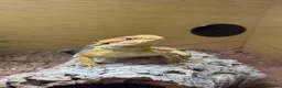 Bearded Dragon reptiles for sale: Smaug is looking for a loving home in Stonehouse - Advert 1