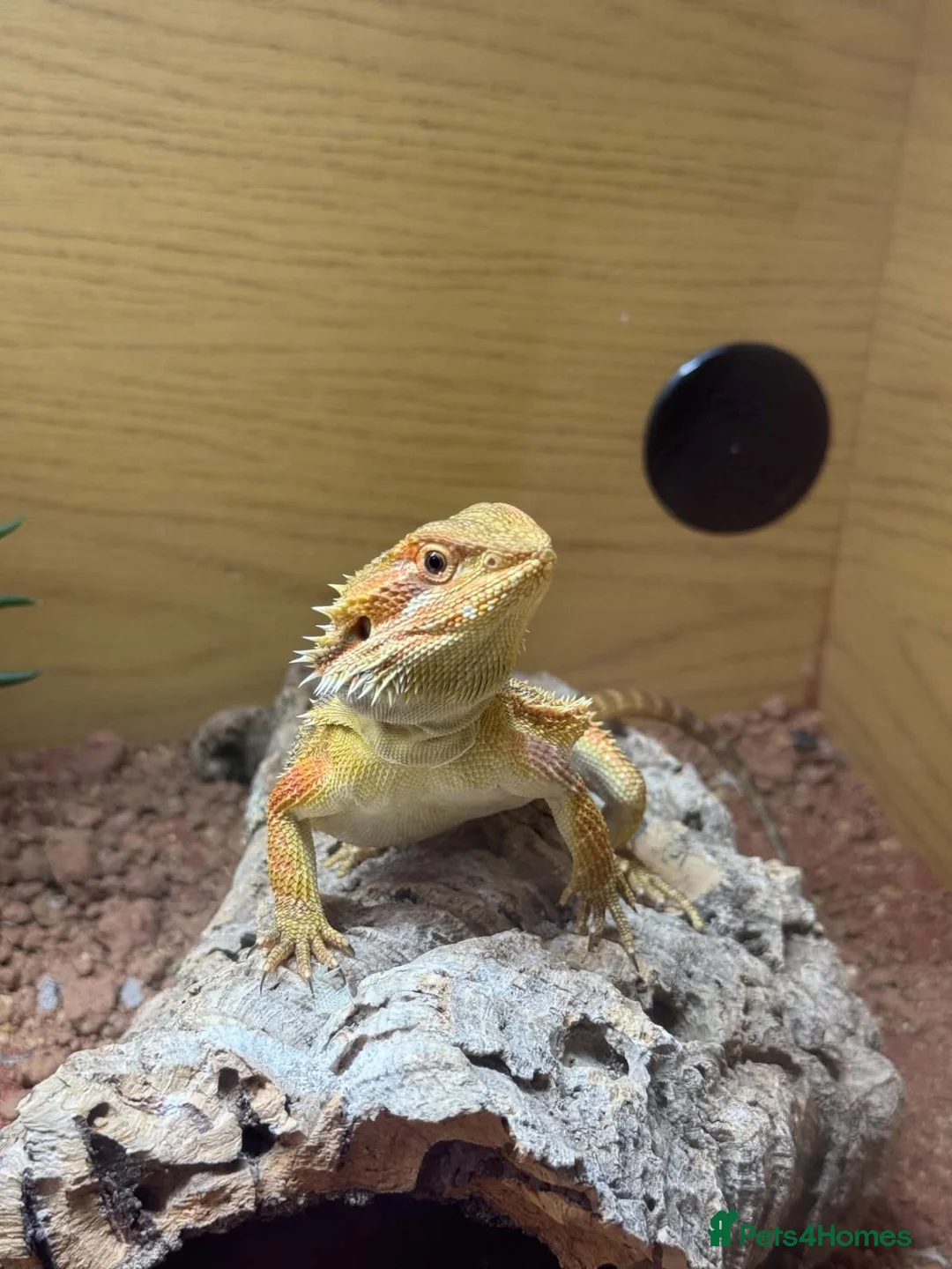 Bearded Dragon reptiles for sale: Smaug is looking for a loving home in Stonehouse - Advert 1