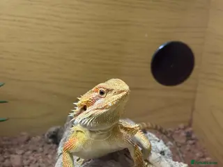 Bearded Dragon reptiles Smaug is looking for a loving home - Advert 1