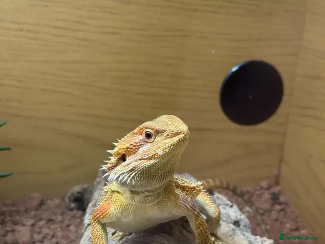 Bearded Dragon reptiles Smaug is looking for a loving home - Advert 1