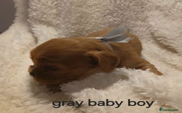 Cavalier King Charles Spaniel dogs for sale: Health tested Cavalier King Charles  - Image 20