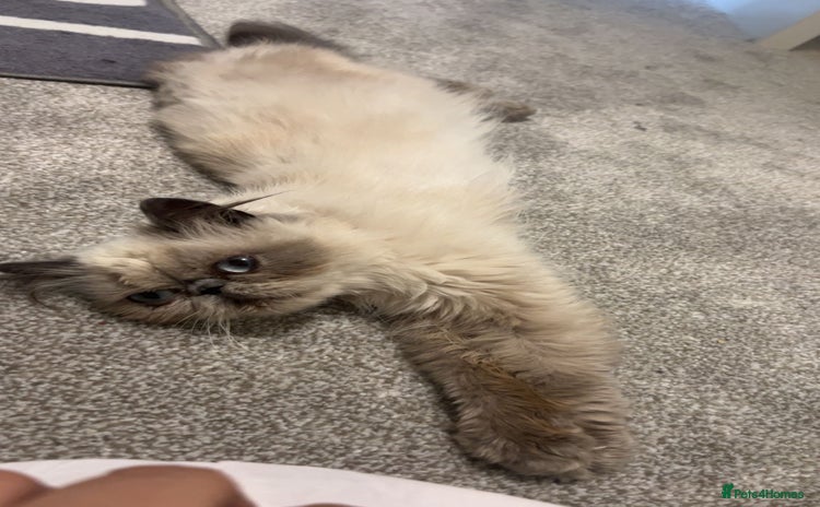 Persian cats - Advert 1