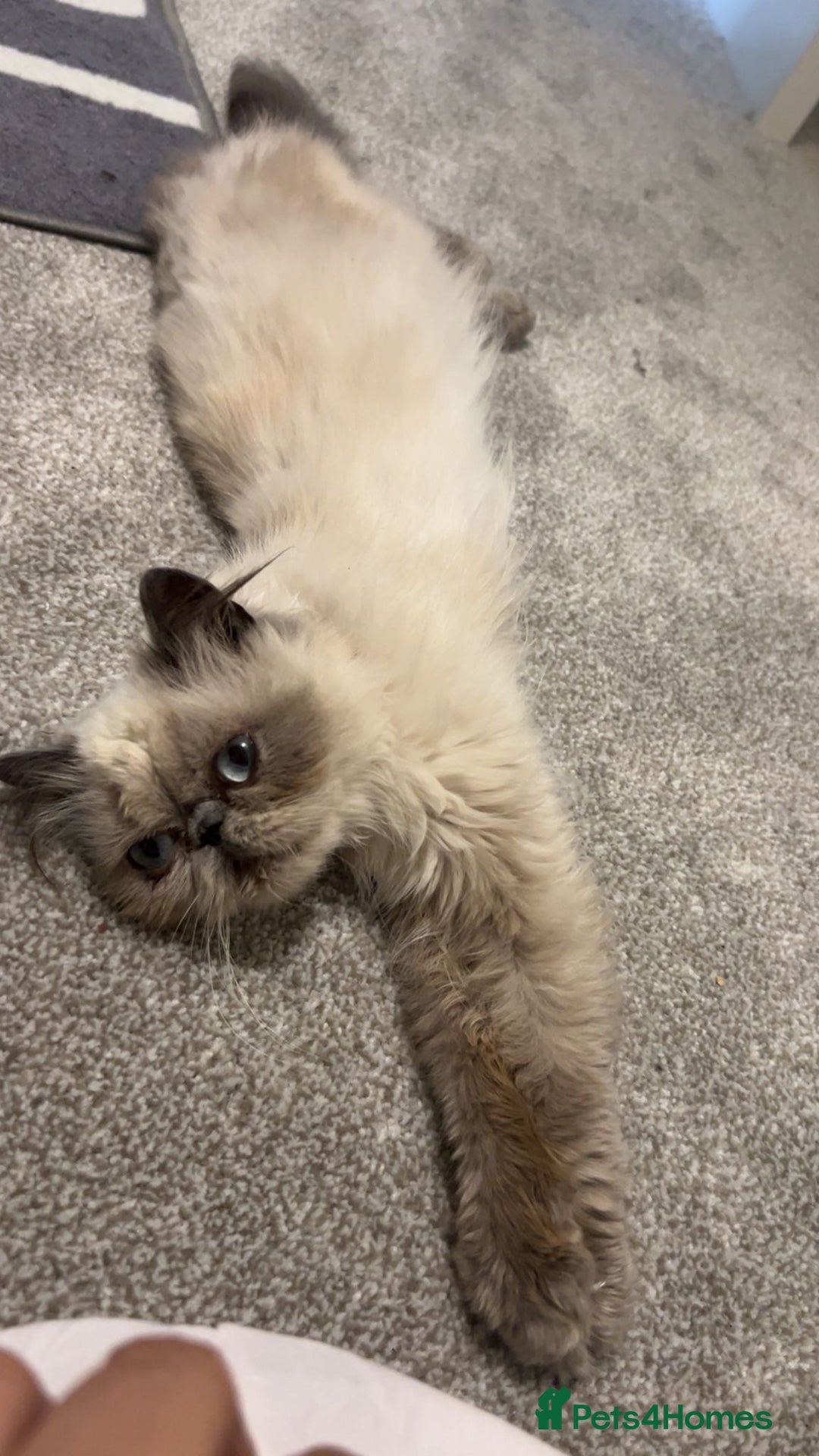 Persian cats for sale: Persian cat - Image 1