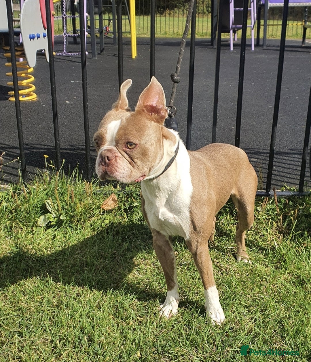 Boston Terrier dogs for stud: Beautiful boston for stud in Manchester - Image 4