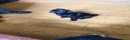 Pug dogs for sale: Last boy left  - Advert 7