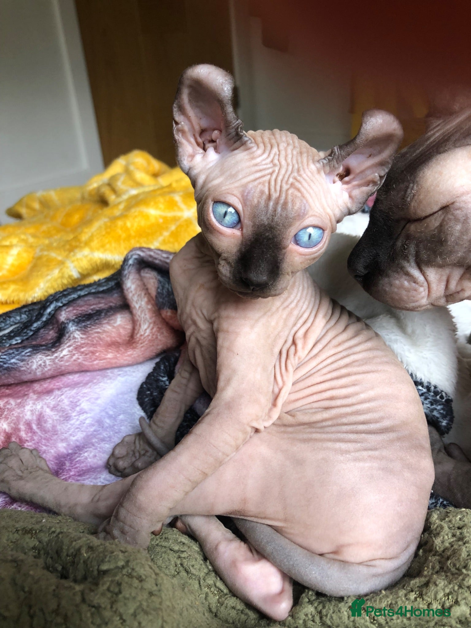 Sphynx cats Sphynx kittens - Advert 6