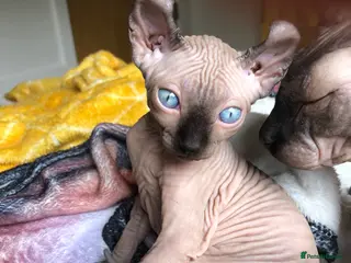 Sphynx cats Sphynx kittens - Advert 5