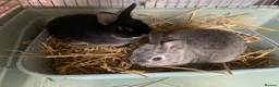 Netherland Dwarf rabbits for sale: Gorgeous Netherland Dwarfs - 2 LEFT in London - Advert 3