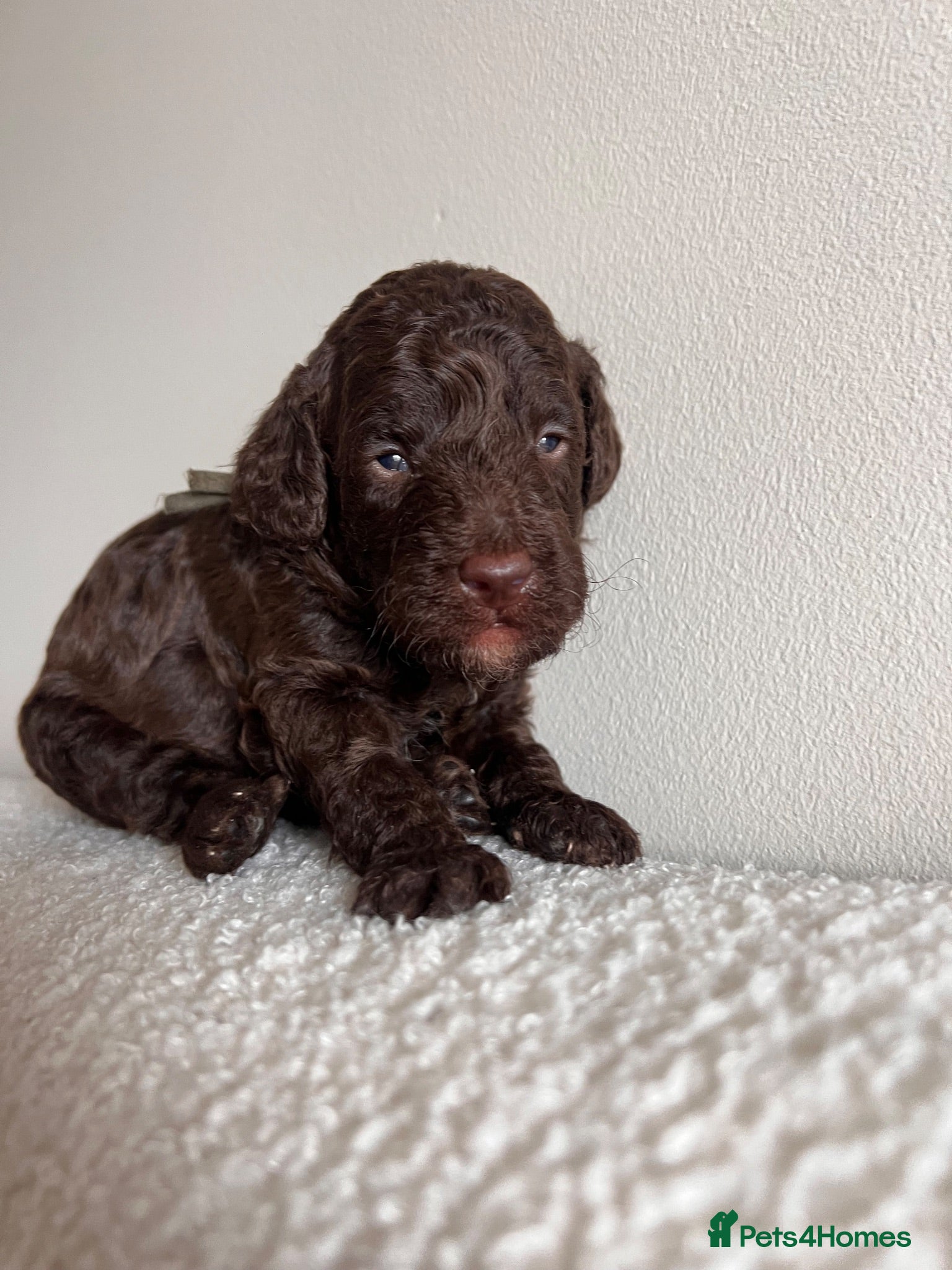 Miniature Poodle dogs 🤎 BEAUTIFUL CHOCOLATE MINIATURE POODLE BOYS 🤎 - Advert 1