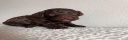 Miniature Poodle dogs for sale: 🤎 BEAUTIFUL CHOCOLATE MINIATURE POODLE BOYS 🤎 - Advert 1